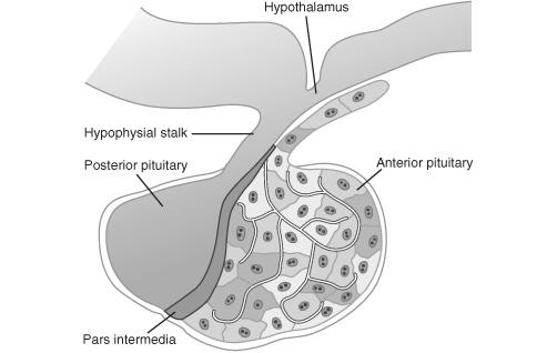 Hypophysis anatómiája