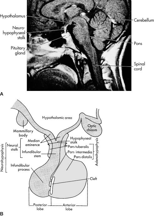 g) Részei: lobus anterior,