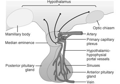 Hypothalamo-hypophyseális portális keringés Adenohypophysis hormonjai ACTH (adrenocorticotrop hormon), peptid camp TSH (thyreoidea stimuláló hormon), glikoprotein,