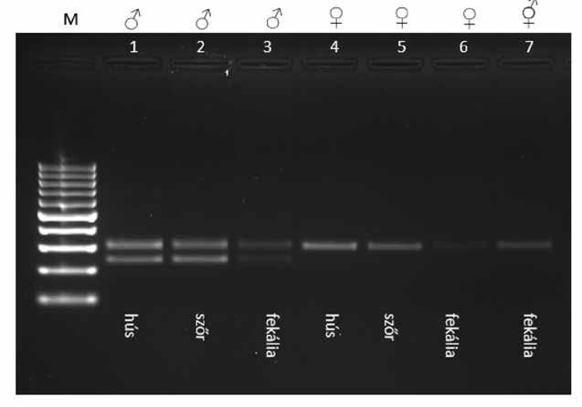 Állattenyésztés és Takarmányozás, 2016. 65. 1. 85 1. ábra A PCR segítségével történő genetikai nem meghatározás eredménye Figure 1.