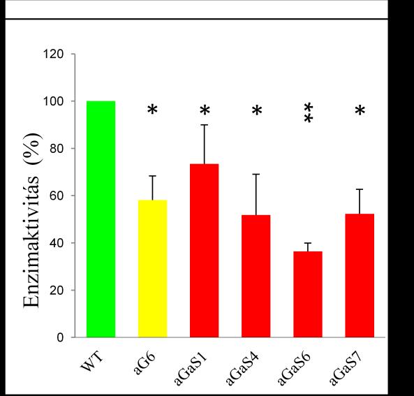 gátlását northern hibridizációval bizonyítani tudtuk (SÓS-HEGEDŰS et al., 2005).