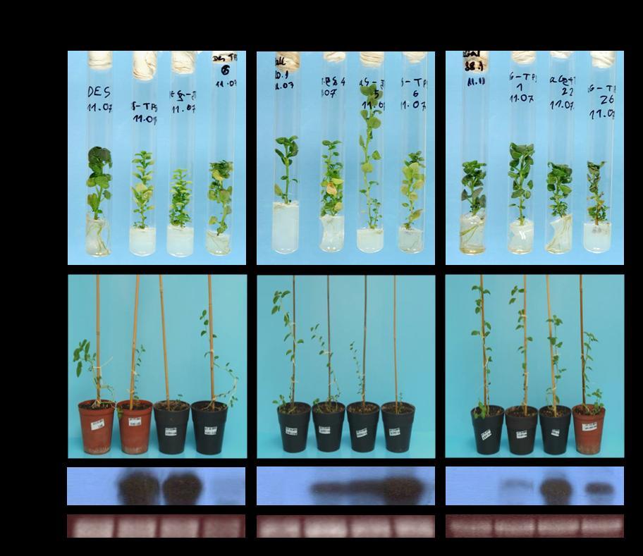 4. ábra. Az élesztő TPS1 génjét kifejező transzgénikus növények fenotípusa és a transzgén expressziója.