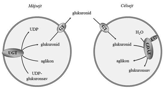 1. ábra: Glukuronidáció és deglukuronidáció EG: egazin, GDÁZ: β-glukuronidáz, GT: glukuronid transzporter,ugt: UDP-glukuronozil-transzferáz Az UGT enzimek szubsztrátjai között szerepelnek endogén