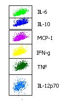 Cytokinek meghatározása áramlási cytométerrel Cytomeric Bead Array + + Y Y Y Y Y Y Y Y Y Y Y CBA gyöngyök Gyulladásos fehérjék a mintában Detektor antitestek Y Mérés, értékelés Mesterséges gyöngyök