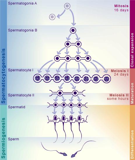 DNS károsító faktorok 45 http://www.embryology.ch/anglais/cgametogen/spermato03.html E. Evgeni et al.