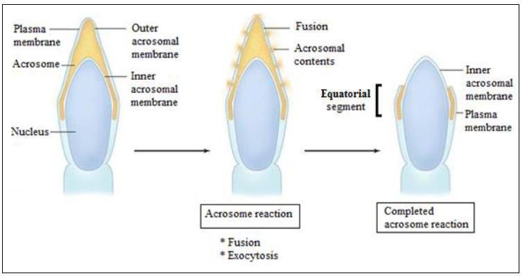 Akroszóma reakció problémameddőség összefüggés A