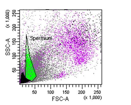 Duplikált spermium tartomány (szürke) Spermium tartomány