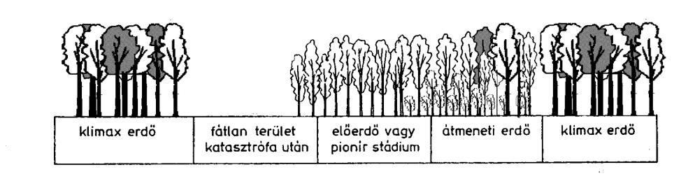 lombozatú erdeink (pl. bükkösök, gyertyános tölgyesek, keményfaligetek) gyepszintjében a korán virágzó és nyárra teljesen eltűnő növényfajok (pl. hóvirág, keltikék, szellőrózsák, medvehagyma stb.