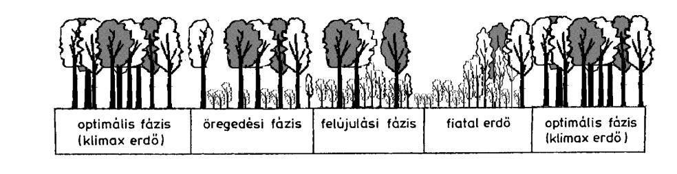 Amennyiben komolyabb külső bolygatás nem éri az állományt, akkor az uralkodó fák egyéni élete (növekedése, öregedése és elhalása) lesz a változások motorja.