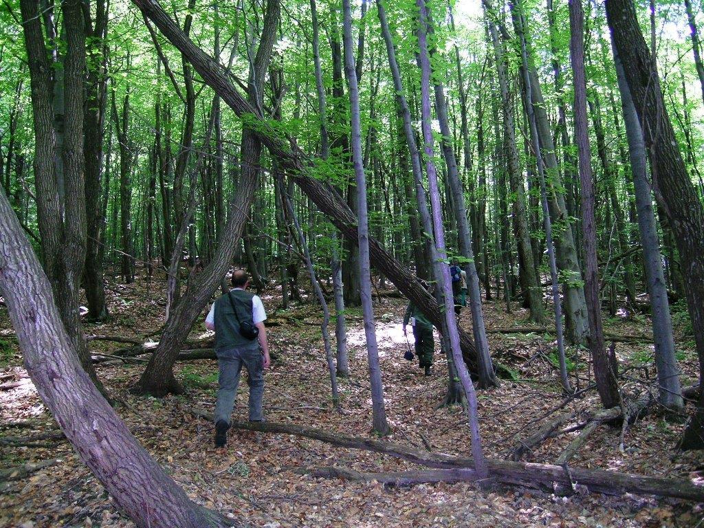 A nagy erdőciklus fázisai Fátlan fázis: Viszonylag ritkán, jelentkező nagyobb területet érintő, erős bolygatás (ezt hívhatjuk katasztrófának) következtében beálló összeomlások után figyelhető meg.