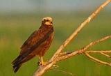 varjút (Corvus c. cornix), a szarkát (Pica pica), a balkáni gerlét (Streptopelia decaocto) és a mezei verebet (Passer montanus).