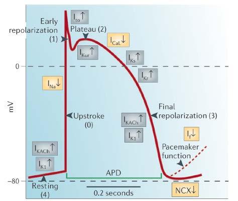 A szívben az ionáramok köztük a K+ áramok - alakítják ki az akciós potenciált 1. Phase 4, vagy nyugalmi memrán potenciál, ami stabil -90mV a szívsejtekben. 2.