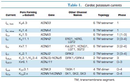 A szív K+ áramai, pórus formáló alfa alegységei, kódoló génjei, alegységei, génjei, topológiája Ezt a nomenklatúrát a International