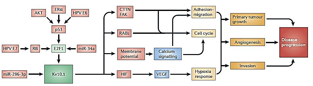 A Kv10.1 szerepe a tumor sejtek kialakulásában A Kv10.1-et az onkológia több mechanizmusban is azonosított mint kóros expresszióval rendelkező csatorna a tumor sejtekben.