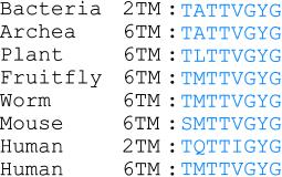 Leírják az akciós potenciál matematikai modeljét óriás tintahal