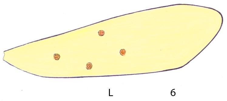 1L, left lateral view; 2D, IX., X.