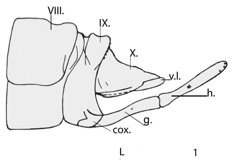 phallic organ, lateral view; 5V, phallic organ, ventral view; 6L, forewing