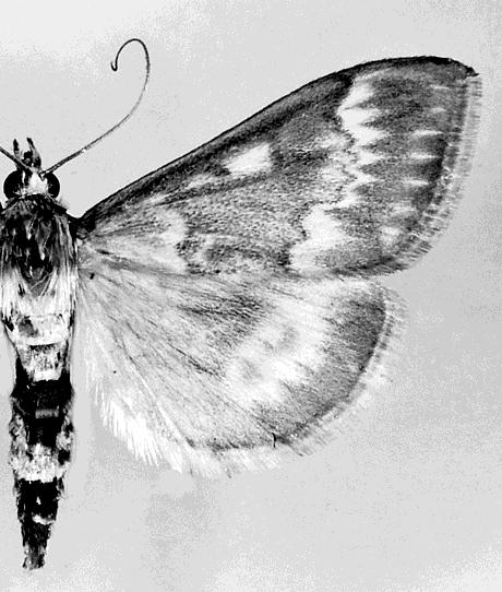 52 Nowinszky & Puskás: Flare Activity Numbers Ostrinia nubilalis Hyphantria cunea Photos: I. Fazekas Xestia c-nigrum nated from 31 light-trap station from the territory of Hungary.