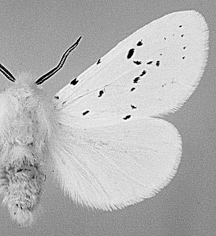 The chosen species are: European Corn-borer (Ostrinia nubilalis Hübner, 1796) data from 28 traps. Fall (Autumn) Webworm (Hyphantria cunea Drury, 1773) data from 31 traps.