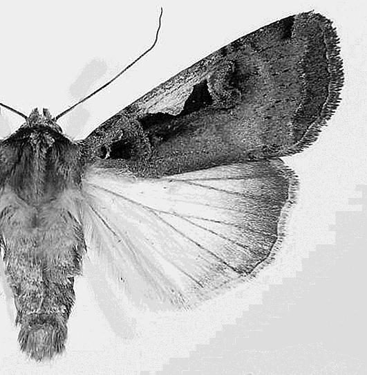 All three species fly in large number to the light and they are massively important pests except Setaceous Hebrew Character, which caused serious damage to alfalfa (Mészáros 1972) and grapes (Kadocsa