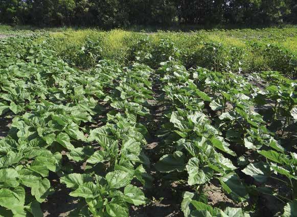 Mezei acat fertőzés esetén: Goal Duplo 0,5 l/ha + glifozát 1500-00 gai/ha. Évelő egyszikűek (pl. fenyércirok, tarackbúza stb.) ellen az állományban is használható Perenal 0,5 l/ha dózisban.