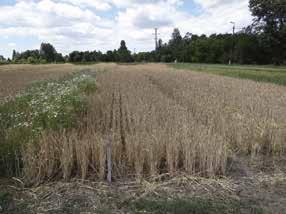 A magról kelő kétszikű gyomnövények 2-4 leveles korukban, a ragadós galaj (Galium aparine) 3-4 levélörvös, a mezei acat (Cirsium arvense) tőlevélrózsás állapotában a legérzékenyebb a készítményre.