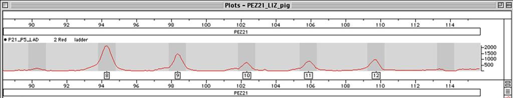 F5.a. ábra Két minta genotípus meghatározása a PEZ21