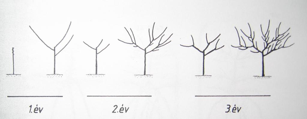 A katlan korona és kialakítása őszibarack Tm: 40-60cm