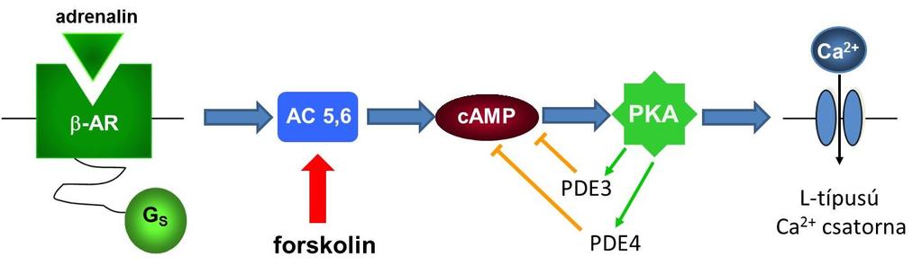 2. ábra: A β-adrenerg stimuláció során aktiválódó camp/pka jelátviteli útvonal egyszerűsített vázlata. A szívizomsejtek membránjának β 1 -adrenerg receptorai az ún.