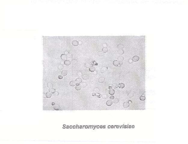 Élesztőgomba (Saccharomyces cerevisiae) Az élesztők tápanyagszükséglete TÁPANYAG FUNKCIÓ HIÁNY A MUSTBAN ELŐFORDUL-E?