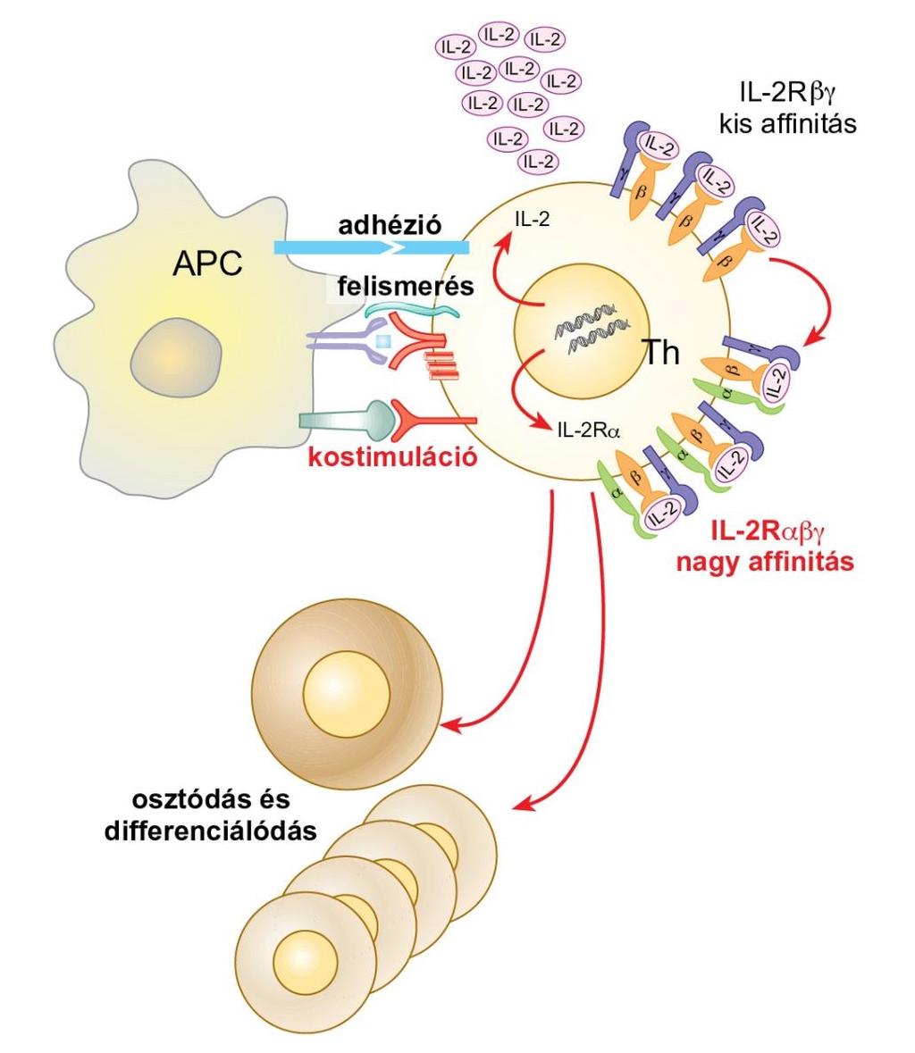A kostimuláció és az IL-2-termelés szerepe a T-sejt-aktivációban A TCR pmhc kapcsolat kialakulása önmagában nem elegendő feltétele a T-sejtek aktivációjának.