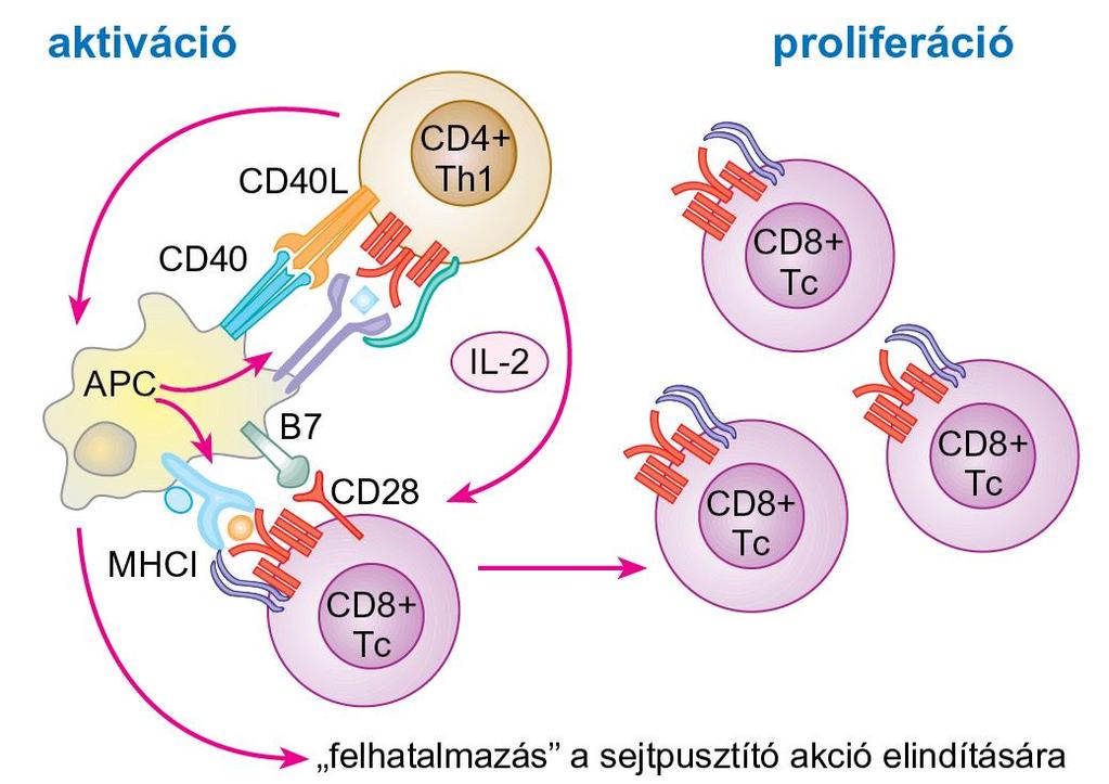 A citotoxikus T-limfociták elsődleges aktiválásához ( priming ) a Thsejtek közreműködése szükséges Licence to kill A naiv Tc-sejtek aktivációja összetett folyamat, mivel a pusztító képességű effektor