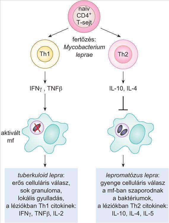 Egyes kórokozókkal szemben, mint pl. a Mycobacterium leprae, különböző tünetegyüttesekkel járó ún.