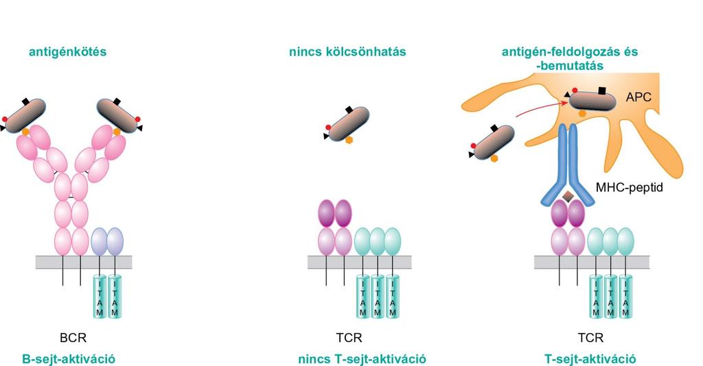 Antigén-felismerés B- és T-limfociták által Alapvető különbség van a B- és a T-sejtek által történő felismerés között: míg az előbbiek az antigén natív formájával reagálnak, addig az utóbbiak csak az