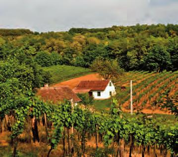 Zamatos kortyok a napsütötte lankákról Borkóstolók, pincészetek / Weinproben, Keller / Wine