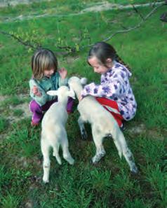 Napfényudvar látogatható minigazdaság állatsimogató Napfényudvar mini hauswirtschaft Napfény garden mini farm petting zoo ISMERJE MEG A FALUSI PORTA ÁLLATAIT KÉZKÖZELBŐL: PÓNILÓ, KECSKE, BÁRÁNY,