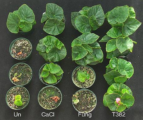 Hasznos gomba Trichoderma hamatum > Botrytis cinerea fungicid: chlorothalonil Trifender kondicionáló: talajból fertőző gombák (Rhizoctonia, Sclerotinia,Fusarium, stb.