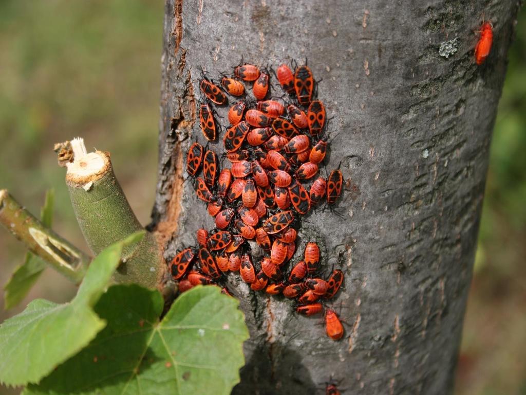 Különlegességek 2. Feromonok (sex (lepke, légy, bogár, stb.), aggregációs, deaggregációs, alarm, tojásrakás gátló, irányító stb.