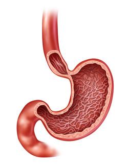 Ghrelin (éhség hormon) gyomor fundus sejtjeiből szabadul fel az étkezési idő közeledtével hatásai: fokozza az éhségérzetet a NPY serkentésén keresztül gátolja a zsírfelhasználást gátolja a