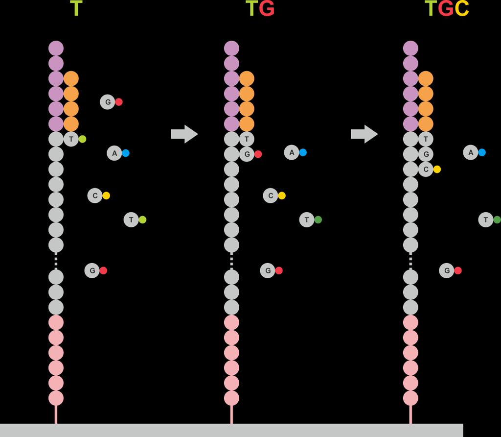 SZEKVENÁLÁSI TECHNIKÁK NGS: next-generation sequencing 1. DNS felszaporítása (PCR), darabokra ( short read ) tördelése 2. Egyszálú short readek rögzítése a cellán primerekkel 3.