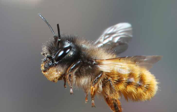 A neonikotinoid növényvédő szerek veszélyei a környezetünkre Kékfejű faliméh Kim Taylor / NPL vadon élő, illetve házi méhekre, mint az 2013- ban ismert volt.