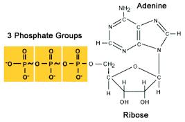 16 Az ATP hidrolízise és szerepe a bioenergetikában ATP adenozin trifoszfát Az ATP a természet energiaraktára.