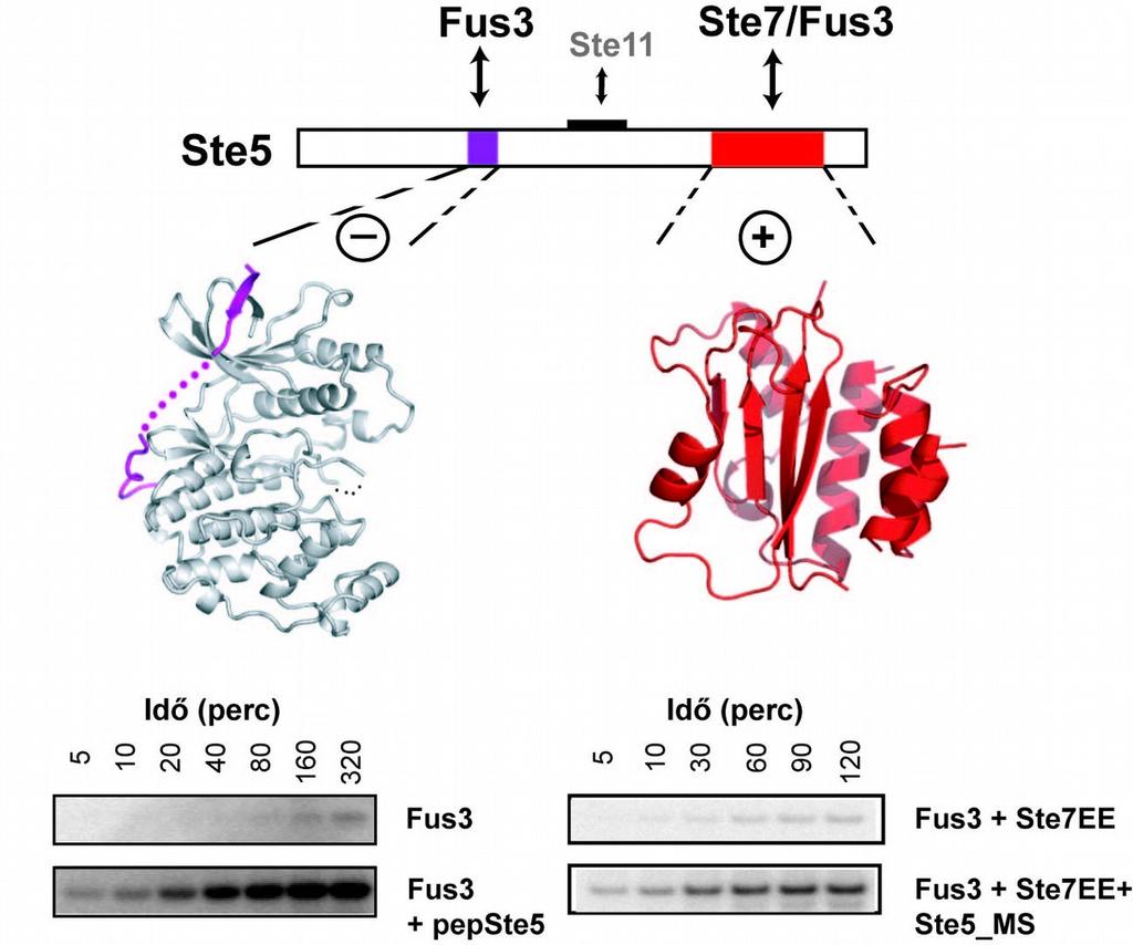 szemléltethető. Érdekes, hogy a filament képző és a konjugációs MAPK pálya ugyanazt a MAPKKt (Ste7) tartalmazza (lásd 5. Ábra).