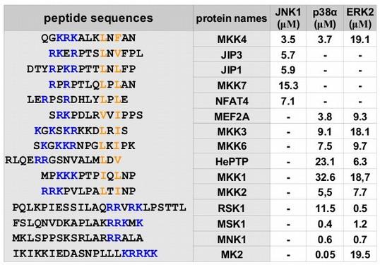 peptid szekvencia ERK Fehérje ERK/p38 log(kd ERK2 /Kd p38α) ERK/JNK Promiszkus JNK b MEF2A JNK/p38 P transzaktiváció p38 NFAT4 DKD p38α-specifikus a 3 2 1 0-1 -2-3 P transzlokáció sejtmagból a