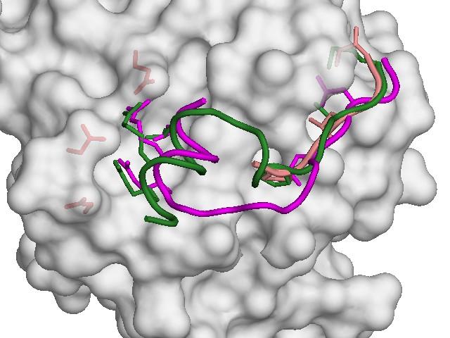 Ábra MAPK-dokkoló peptid szerkezetek (ERK2, p38, JNK1) (a) JNK1-pepNFAT4 és a JNK1-pepJIP1 (Heo et al. 2004) szerkezetek összehasonlítása.