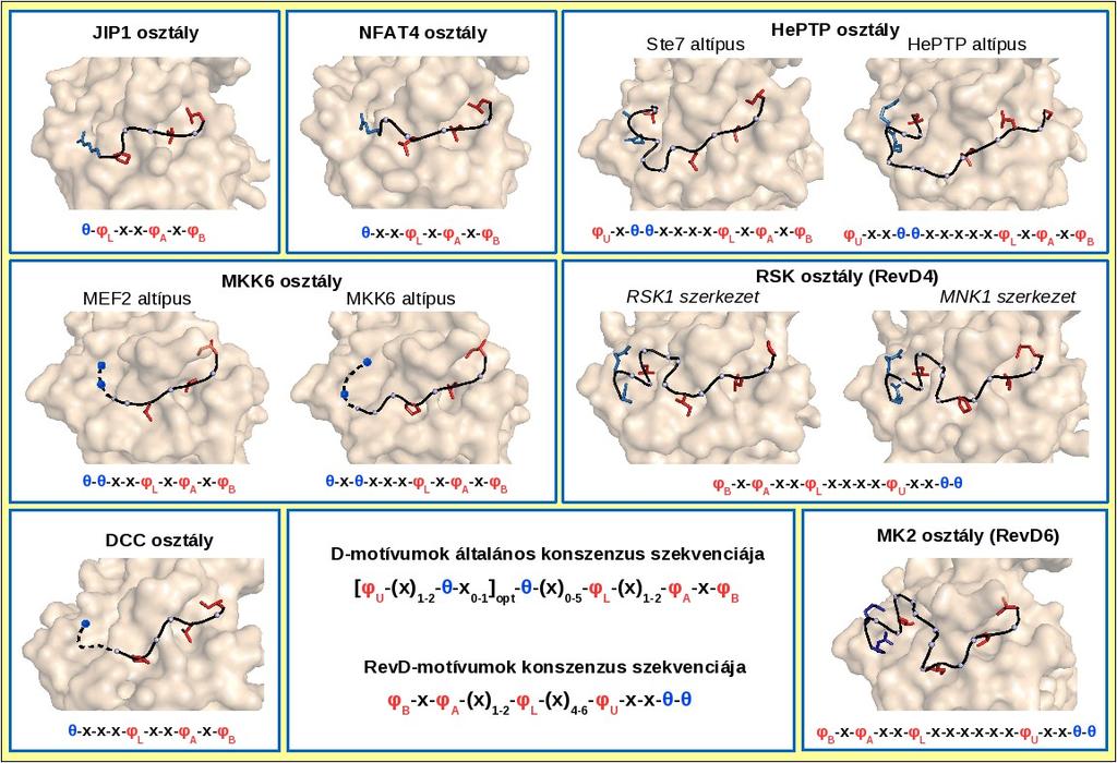 21. Ábra Különböző MAPK dokkoló peptid főlánc konformációs osztályok az ismert fehérjepeptid szerkezetek alapján Kékkel jelöltük a motívumokban a pozitívan töltött aminosavakat (θ), pirossal a