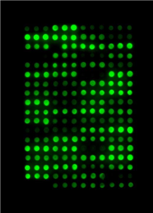 ERK2 p38α JNK1 AMPD1 AKAP6 AAKG2 Kontroll APC2 APBA2 APBA1 AMPD3 CAC1C BMPR2 ATF7 ATF2 CCNE1 CBLB CAC1H CAC1G DCC CCSE1 CCNT2+ CCNT2 DOCK7 DOCK5 DEN2A DCX FAM122A ELMSAN1 ELK1 DYH12 FHOD3 GAB3 GAB1