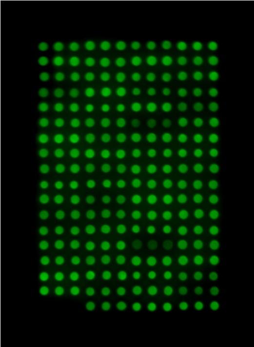 oldali panelen mutatott fehérjékből, s ezeket foszforiláción alapuló dot-blot alapú esszékben teszteltük MAPK kötésre (lásd 11. Ábra).