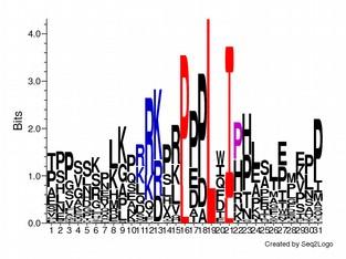 (b) A JIP1-típusú motívumok esetében például egy szerin vagy treonin aminosav a φl és φa pozíciók között optimálisan helyezkedik el egy hidrogén kötés