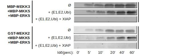 a + + + + + + + E1+E2 Ubikvitin XIAP MBP-MEKK3 Anti-MBP b Antifoszfo-ERK5 Idő (perc) 0' 5' 10' 20' 40' 60' c